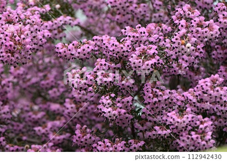 Erica's flower 112942430