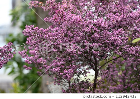 埃里卡的花 112942432