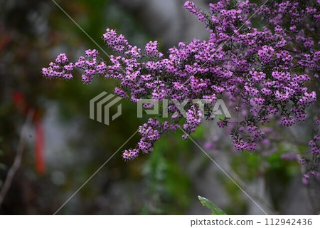 Erica's flower 112942436