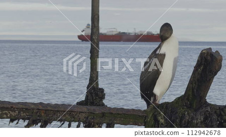 Slow-Motion Emperor Cormorant Preening on Old Wooden Pier 112942678