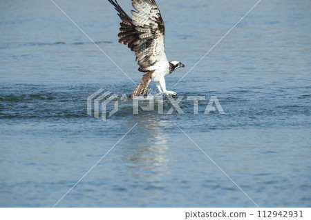 Osprey 112942931