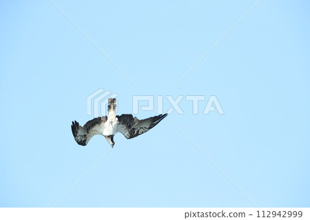 狩獵Osprego 狩獵Osprego 112942999