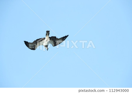 Hunting of the Osprego Hunting of the Osprego 112943000