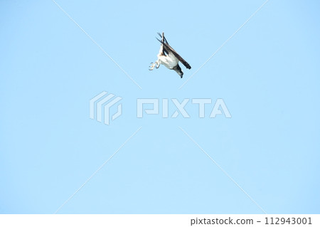 Hunting of the Osprego Hunting of the Osprego 112943001