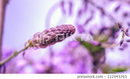 富士的萌芽 112943263