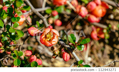 Flower of crumpled Flower of crumpled 112943271