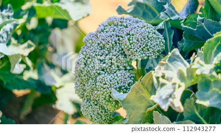 Broccoli cultivation Broccoli cultivation 112943277