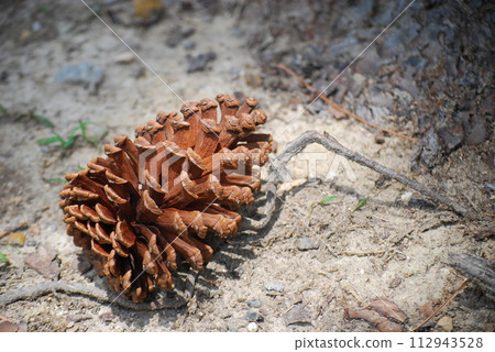 Up pine cones Up pine cones 112943528