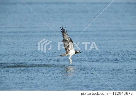 Hunting of the Osprego 112943672