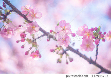 河津櫻花 112943704