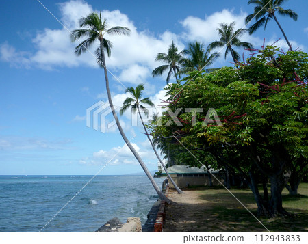 Coconut trees hang over stone path along cliff shore next to shallow ocean waters of Waikiki Coconut trees hang over stone path along cliff shore next to shallow ocean waters of Waikiki 112943833