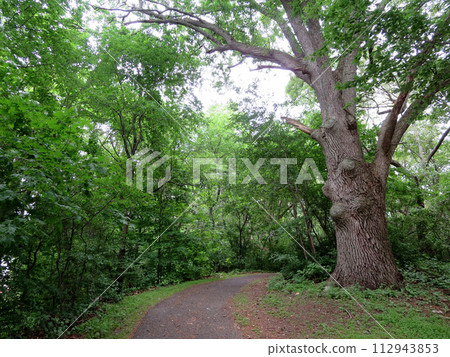 Large tree along path in the woods Large tree along path in the woods 112943853