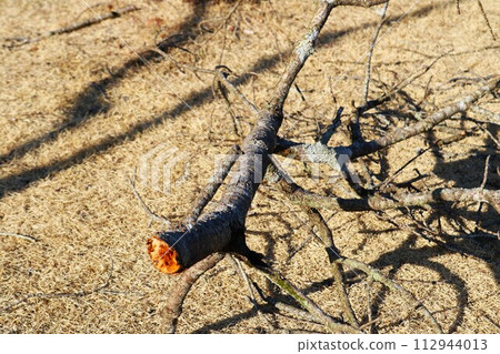 Branches broken due to snowfall, early spring scenery, looks like a strange creature Branches broken due to snowfall, early spring scenery, looks like a strange creature 112944013