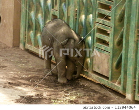 札幌圓山動物園出生的亞洲象 札幌圓山動物園出生的亞洲象 112944064