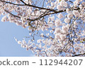Sakura that shines in the blue sky 112944207