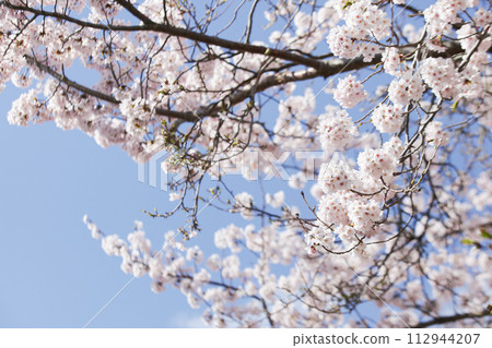 Sakura that shines in the blue sky 112944207