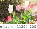 Pink tulips blooming in the flower bed 112944208