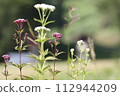 Autumn plants 112944209