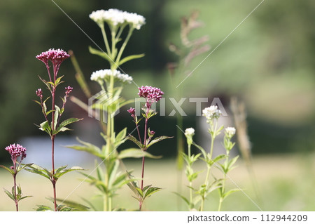 Autumn plants 112944209