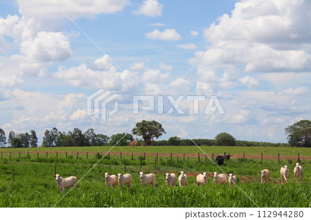 巴西聖保羅夏季雲彩、藍天和乳牛 巴西聖保羅夏季雲彩、藍天和乳牛 112944280