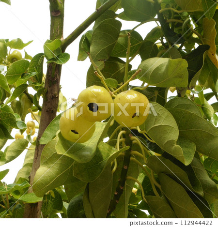 Hasuno Hagiri 112944422