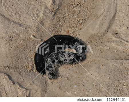 black sea cucumber 112944461