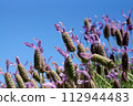 Stoekus French lavender before flowering 112944483