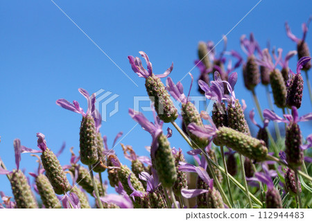 Stoekus French lavender before flowering 112944483