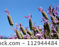 Stoekus French lavender before flowering 112944484