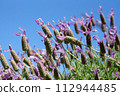 Stoekus French lavender before flowering 112944485