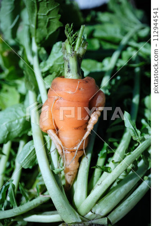 人形胡蘿蔔人 112944541