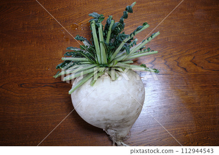 A large Sakurajima radish on a stand 112944543