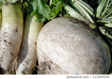 Large Sakurajima radish and regular radish Large Sakurajima radish and regular radish 112944549
