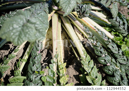 A large Sakurajima radish buried in the soil A large Sakurajima radish buried in the soil 112944552