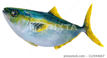 大眼睛、大圓黃尾魚和琥珀魚的鮮魚的剪圖插圖。 大眼睛、大圓黃尾魚和琥珀魚的鮮魚的剪圖插圖。 112944667