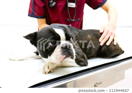 波士頓梗犬 Mighty 臉朝下躺在檢查台上♡ 112944687