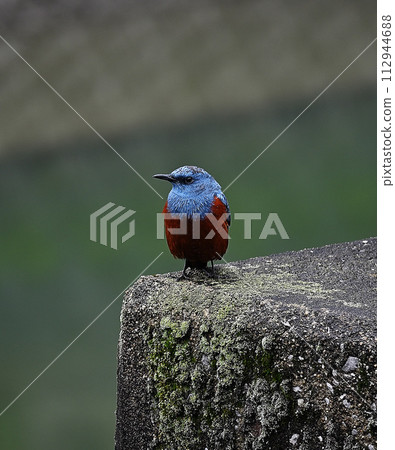 河邊的黃斑鵯 112944688