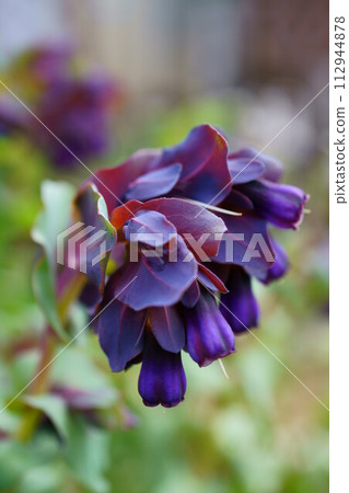 6599 Serince Mayor 6599 Serince Mayor 112944878