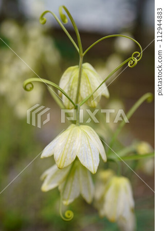6593 Morel lily 6593 Morel lily 112944883
