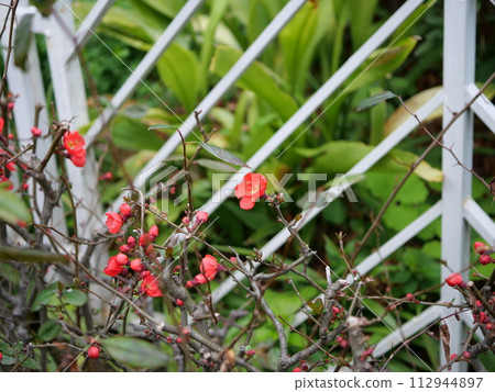 Blurred flowers and buds 112944897