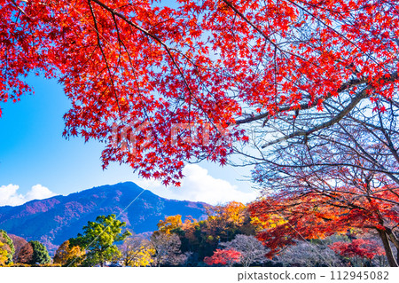 京都寶池公園的秋葉與比叡山 112945082