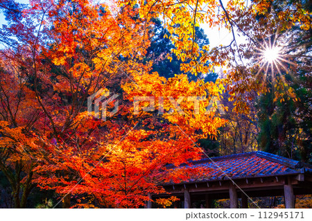 京都寶池公園的秋葉與陽光 112945171