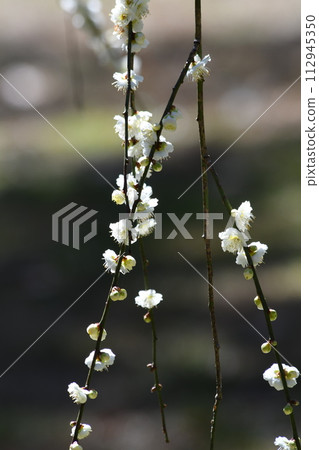 薔薇科李屬白梅花 112945350