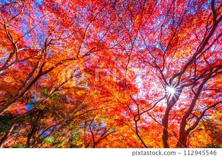 Autumn leaves in Yase, Kyoto Autumn leaves in Yase, Kyoto 112945546