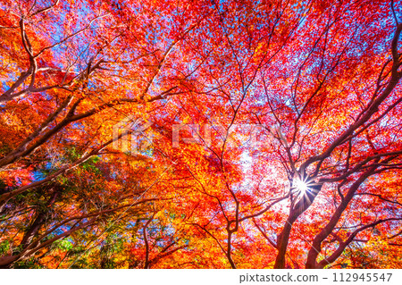 Autumn leaves in Yase, Kyoto Autumn leaves in Yase, Kyoto 112945547