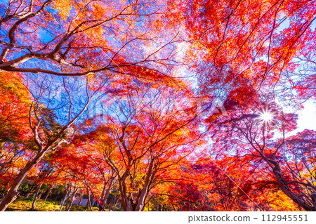 Autumn leaves in Yase, Kyoto Autumn leaves in Yase, Kyoto 112945551
