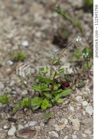 Kyuurigusa 112945766