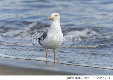 Sea-gull gull 112945791
