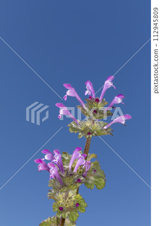 Lamium amplexicaule Lamium amplexicaule 112945809