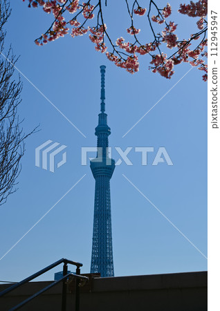 Tokyo Skytree cherry blossoms spring scenery Tokyo Skytree cherry blossoms spring scenery 112945947